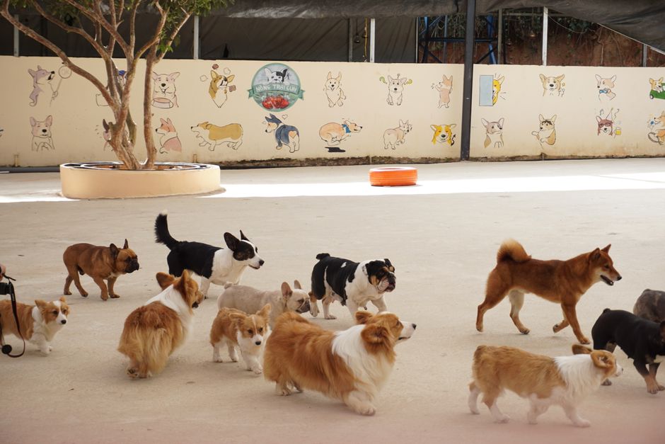 A happy dog playing in the play yard at Homemade Hounds PlayCare daycare in Middleburg, FL